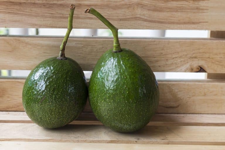 Avocat : un fruit à plusieurs facettes !