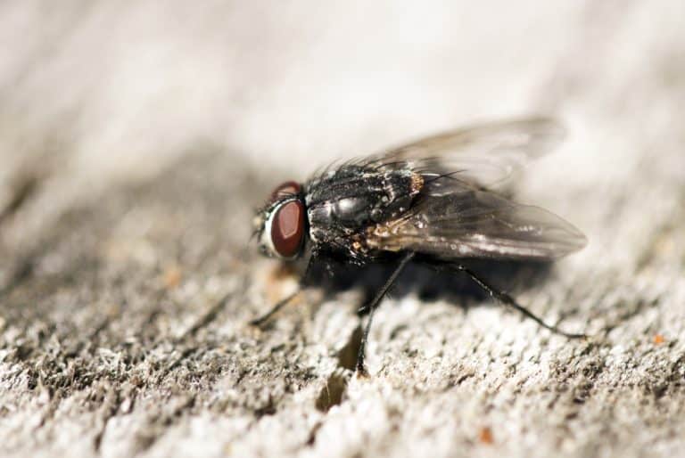 Plus d’insectes volants dans ma maison !