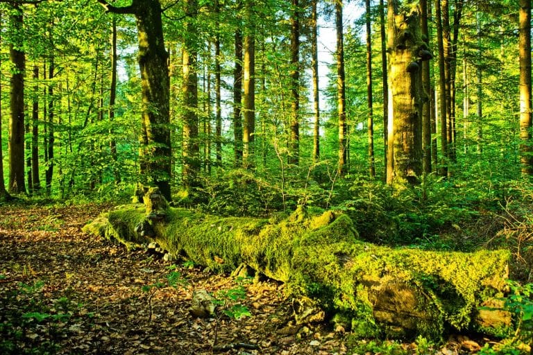 Investir tout en favorisant le reboisement grâce au groupement forestier