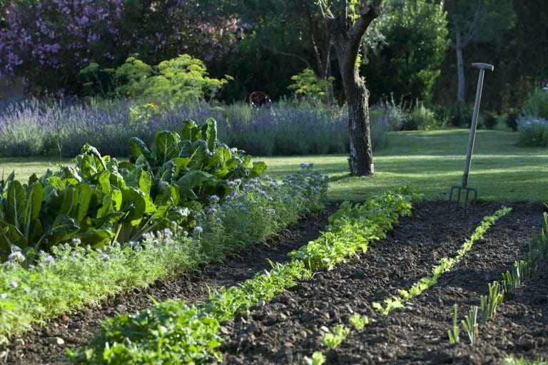 Un potager bio disponible à distance
