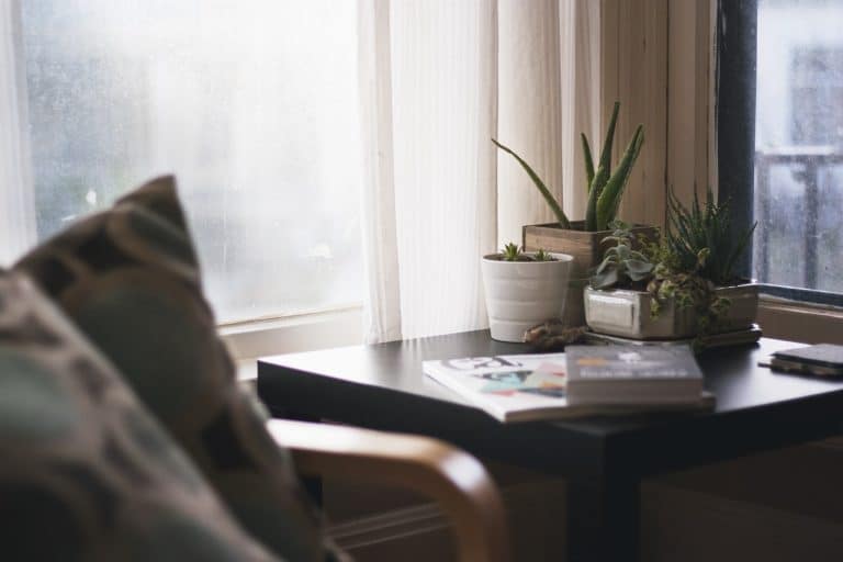 Comment choisir les plantes d’intérieur ?