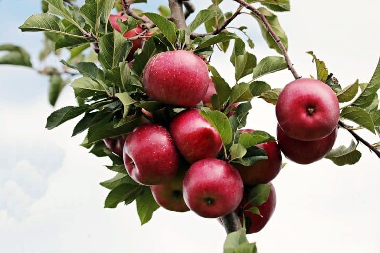 Les fruits qui aident à perdre du poids