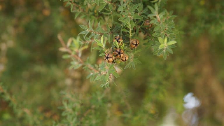 Comment sublimer sa beauté grâce à l’huile essentielle de tea tree ?