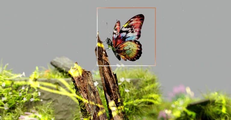 Comment favoriser des réformes respectueuses de la biodiversité bio ?