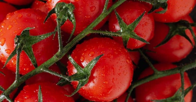 Quelles sont les dernières innovations bio à connaître ?