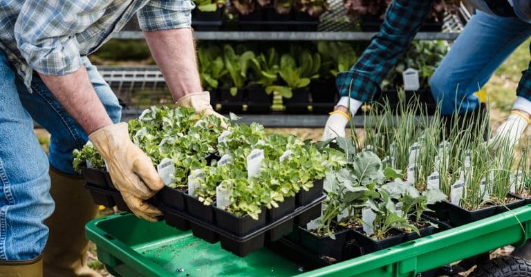 Les réformes bio : quel impact sur l&rsquo;agriculture et l&rsquo;environnement ?