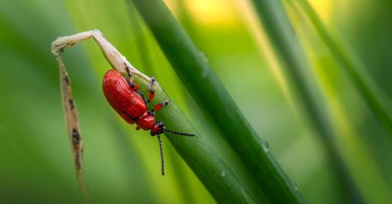 Les Métamorphoses bio : Quelle est l&rsquo;impact de la transformation biologique sur notre environnement ?