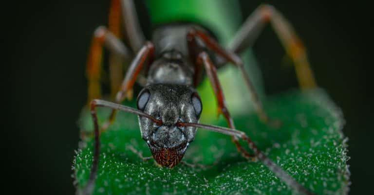 Quelles sont les implications des adaptations bio dans notre quotidien ?