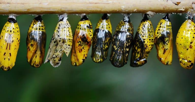 Nouveaux départs bio : vers quelle transformation pour notre environnement ?