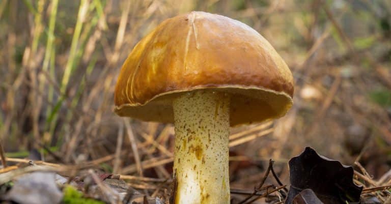 Quels sont les avantages du feu vert bio ?