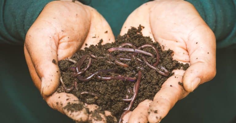 Quelles sont les dernières avancées en matière d&rsquo;itérations bio ?