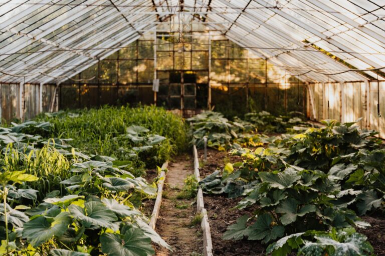 Le développement durable bio : quels enjeux et perspectives ?