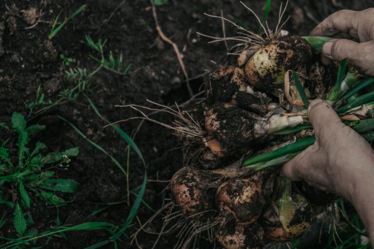 Quels sont les objectifs de la bio dans le domaine de l&rsquo;agriculture ?