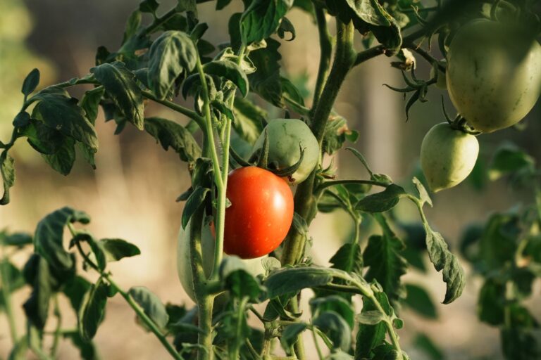 Quels sont les secrets des progrès durables en agriculture biologique ?