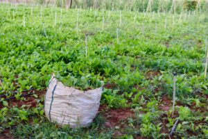 Comment les innovations respectueuses de l&rsquo;environnement bio changent-elles notre façon de vivre ?