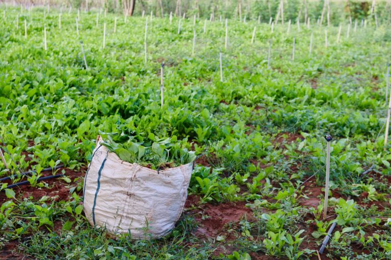 Comment les innovations respectueuses de l&rsquo;environnement bio changent-elles notre façon de vivre ?