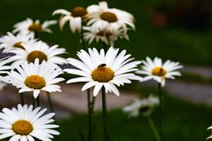 Comment faire des découvertes respectueuses de l&rsquo;environnement bio ?