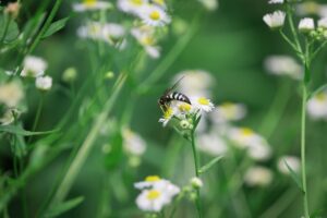 Quelles sont les avancées respectueuses de l&rsquo;environnement dans le domaine du bio ?