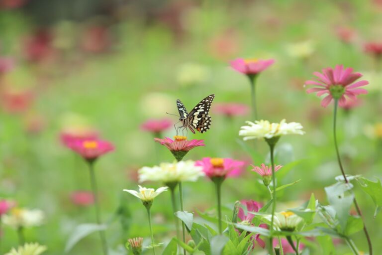 Comment mettre en place des réformes respectueuses de l&rsquo;environnement bio ?