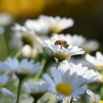 Comment les avancées respectueuses de la biodiversité bio impactent-elles notre environnement ?