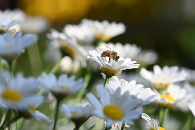 Comment les avancées respectueuses de la biodiversité bio impactent-elles notre environnement ?