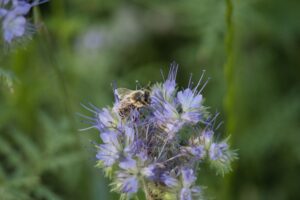 Quelles sont les innovations respectueuses de la biodiversité dans le domaine de la bio ?