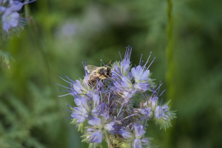 Quelles sont les innovations respectueuses de la biodiversité dans le domaine de la bio ?