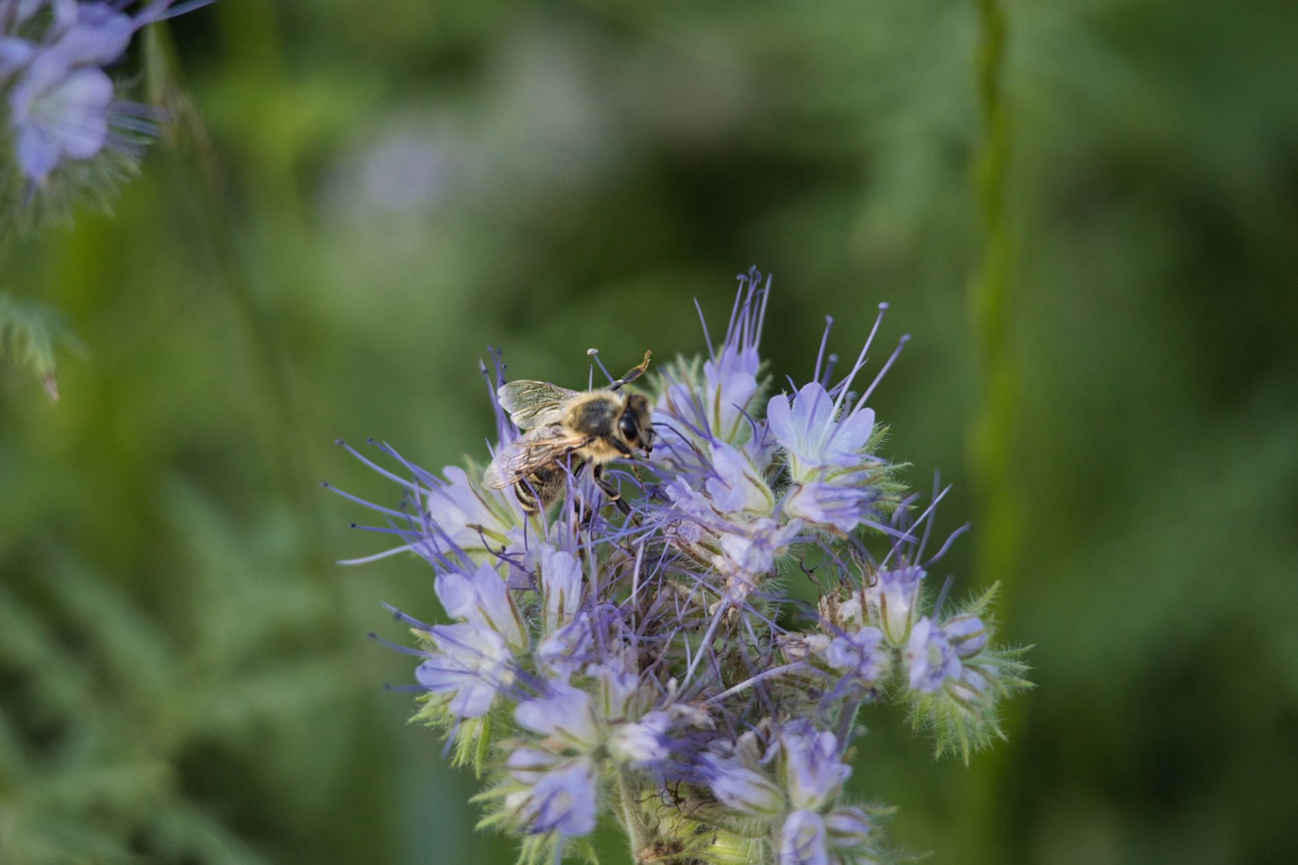 Quelles sont les innovations respectueuses de la biodiversité dans le domaine de la bio ?