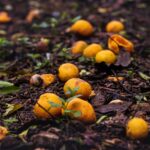 Comment mener des explorations respectueuses de la biodiversité bio ?