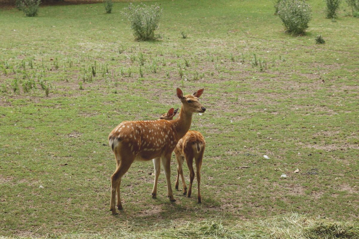 Comment préserver la biodiversité avec des découvertes respectueuses ?