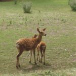 Comment préserver la biodiversité avec des découvertes respectueuses ?