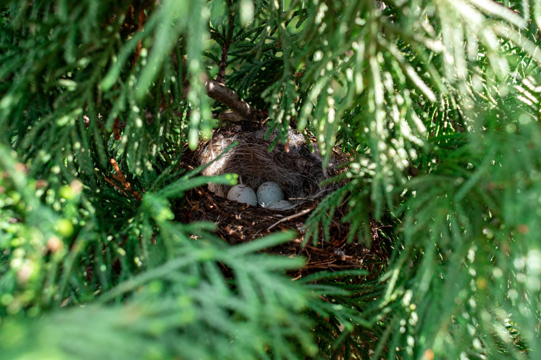 Un nid contenant des œufs est abrité dans des branches de conifère.
