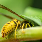Dans les hôtels à insectes de Toronto, les guêpes l’emportent sur les abeilles