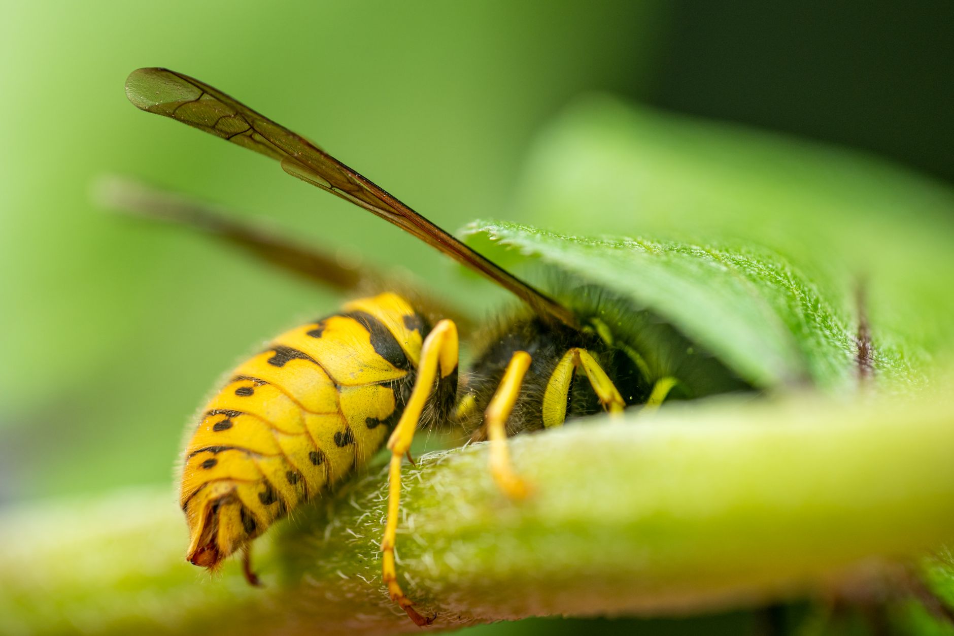 Dans les hôtels à insectes de Toronto, les guêpes l’emportent sur les abeilles