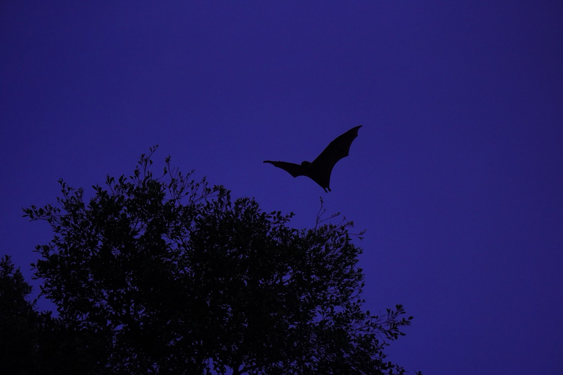 Silhouette d’une chauve-souris en vol au-dessus d’un arbre, sur un ciel bleu violet au crépuscule.